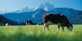Götschenalm - Bischofswiesen